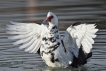 Oiseaux Canard de Barbarie