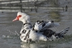 Oiseaux Canard de Barbarie