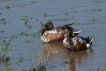 Oiseaux Canard souchet