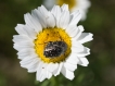 Insectes Cétoine grise (Oxythyrea funesta)