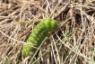 Insectes Chenille du Petit Paon de Nuit