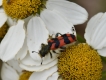 Insectes Clairon des abeilles