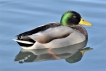 Oiseaux Canard colvert