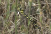 Insectes Cordulegastre annelè femelle