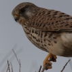 Oiseaux Faucon crécerelle