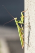 Insectes Mante religieuse (Mantis religiosa)