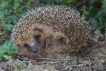 Mammifères Hérisson commun (Erinacus europaeus)