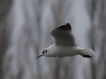 Oiseaux mouette