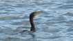 Oiseaux Grand cormoran