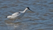 Oiseaux avocette elegante