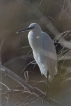 Oiseaux Aigrette garzette