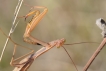 Insectes mante religieuse