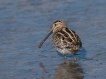 Oiseaux Bécassine des marais (Gallinago gallinago)