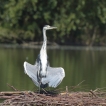 Oiseaux Héron cendré