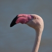 Oiseaux flamant rose