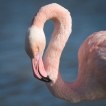 Oiseaux flamant rose