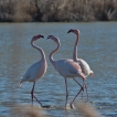 Oiseaux flamant rose