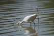 Oiseaux Aigrette garzette