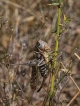 Insectes Dectique à front blanc