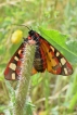 Insectes Écaille fermière (Arctia villica)