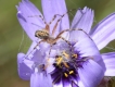 Araignées Epeire diadème (Araneus diadematus)