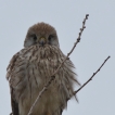 Oiseaux Faucon crécerelle femelle