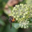 Insectes Frelon asiatique