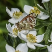 Insectes Fritillaire du Tisserand