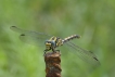 Insectes Gomphe à pinces femelle