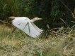 Oiseaux Héron garde-boeufs