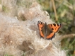 Insectes La Petite Tortue