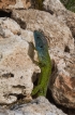 Reptiles Lézard vert occidental