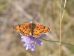 Insectes Mélitée  des scabieuses (Mellicta parthenoides)