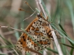 Insectes Mélitée du bouillon blanc