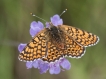 Insectes Mélitée du plantain (Melitaea cinxia)