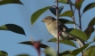 Oiseaux Moineau domestique (Passer domesticus)