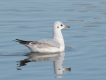 Oiseaux mouette