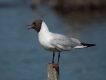 Oiseaux Mouette rieuse