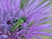 Insectes œdémère noble (Oedemera nobilis)