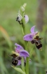 Flore Ophrys abeille (Ophrys apifera)