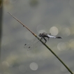 Insectes Orthétrum à stylets blancs (Orthetrum albistylum)