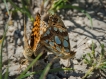 Insectes Petits nacrés (accouplement)