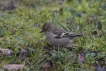 Oiseaux Pinson des arbres femelle