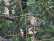 Oiseaux Pinson des arbres femelle