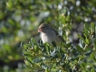 Oiseaux Pinson des arbres femelle