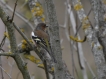 Oiseaux Pinson des arbres mâle