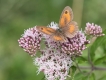 Insectes Procris sur Eupatoire chanvrine