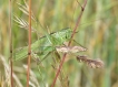  Sauterelle verte