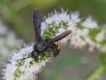 Insectes Scolie hirsute