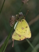 Insectes Couple de Soufré